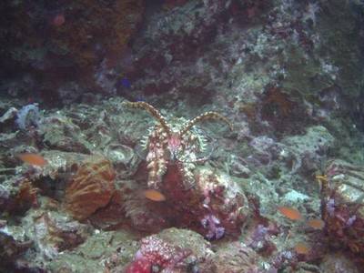 b2ap3_thumbnail_Thailand-dive-PADI-Advanced-Open-Water-Diver-course-on-Manta-Queen-7-1.jpg b2ap3_thumbnail_Thailand-dive-PADI-Advanced-Open-Water-Diver-course-on-Manta-Queen-7-1.jpg