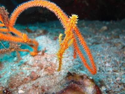 b2ap3_thumbnail_Thailand-dive-Advanced-Open-Water-Course-with--Divemaster-1_20141210-192116_1.jpg