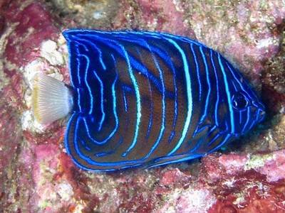 b2ap3_thumbnail_Thailand-dive-Trip-162-3.jpg