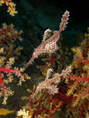 b2ap3_thumbnail_Mq2_02_pipefish.jpg