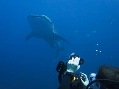 b2ap3_thumbnail_whaleshak-1.jpg