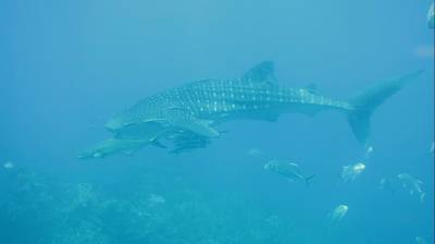 b2ap3_thumbnail_whale1.jpg