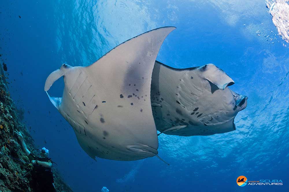 Manta Rays